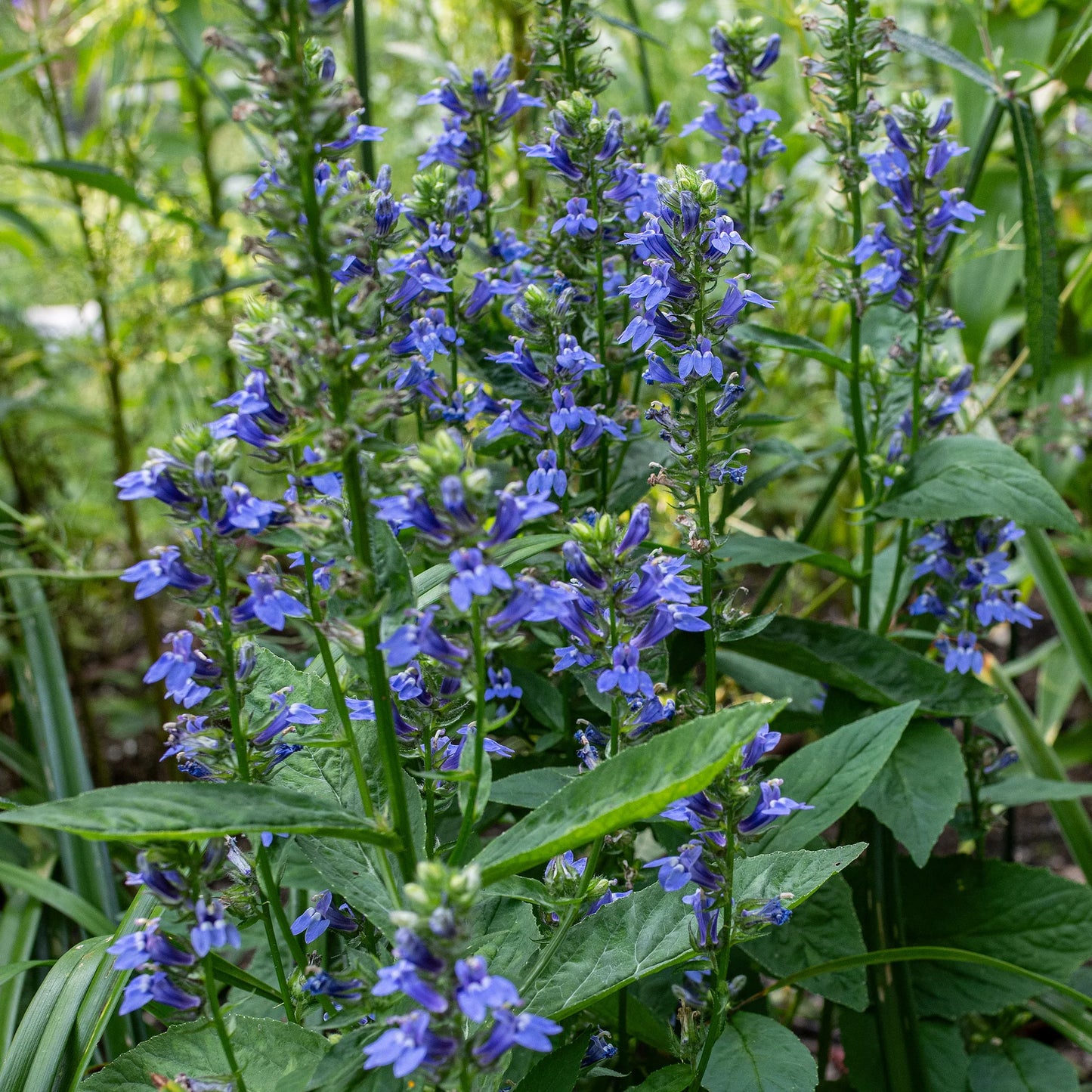 Great Blue Lobelia (Lobelia siphilitica)
