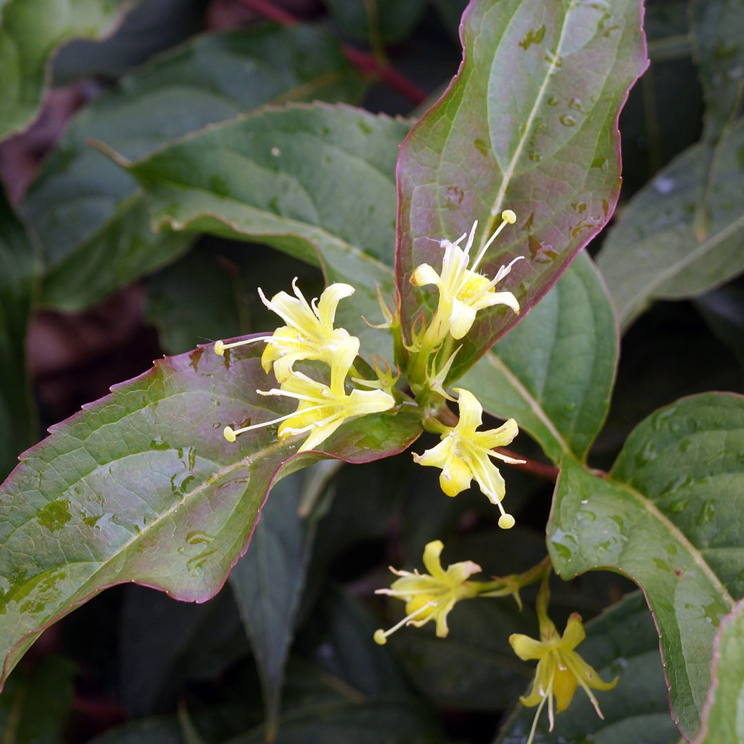 Northern Bush Honeysuckle (Diervilla lonicera)