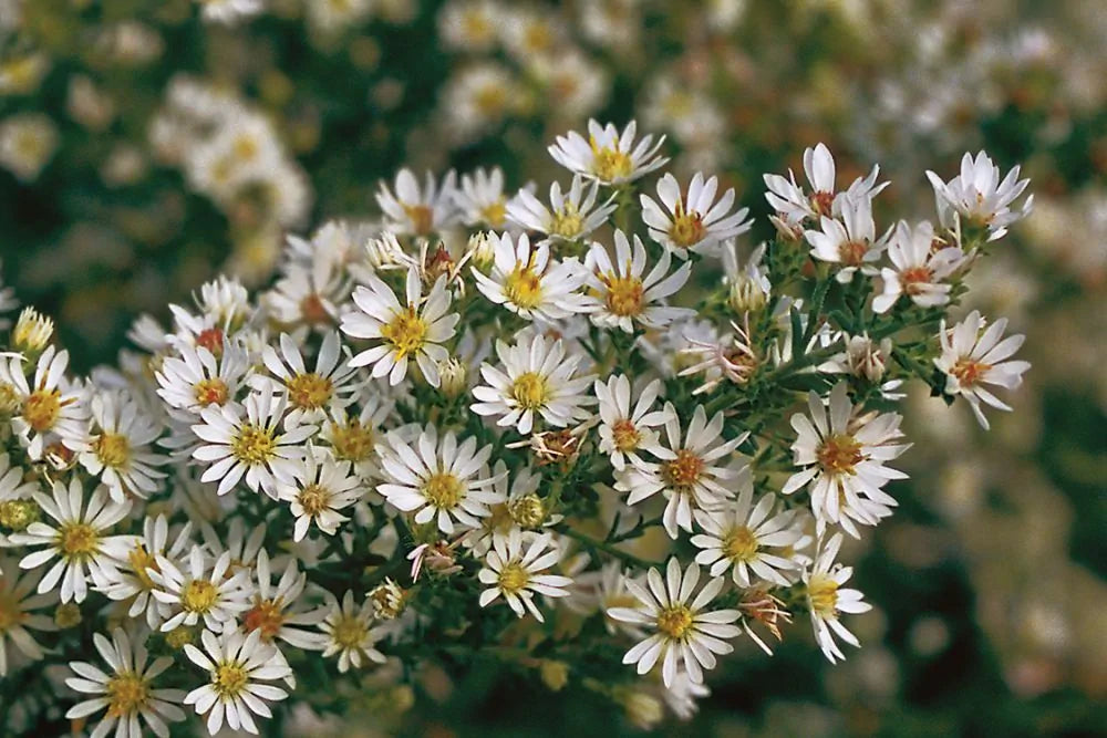 Heath Aster (Symphyotrichum ericoides)