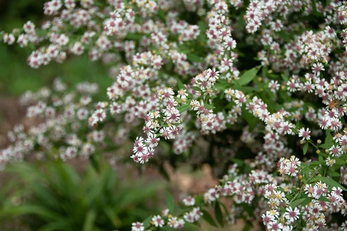 Calico Aster (Symphyotrichum lateriflorum; Aster lateriflorus)