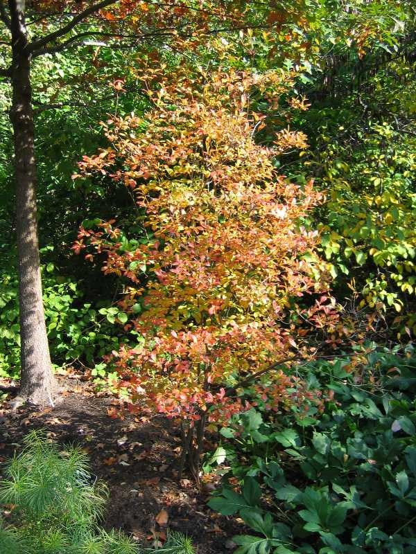 Swamp Azalea (Rhododendron viscosum)
