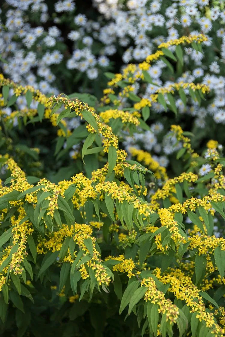 Blue-Stemmed Goldenrod (Solidago caesia)