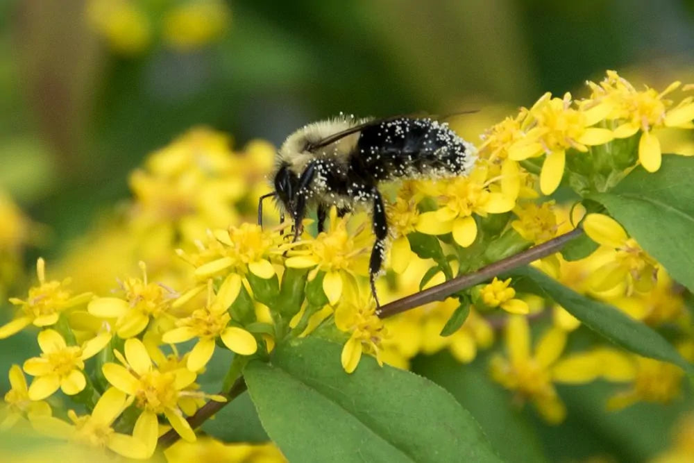 Blue-Stemmed Goldenrod (Solidago caesia)