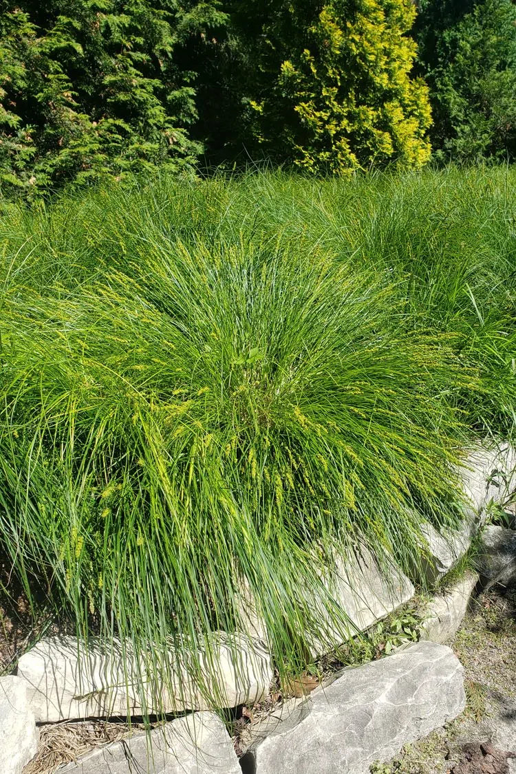 Fox Sedge (Carex vulpinoidea)