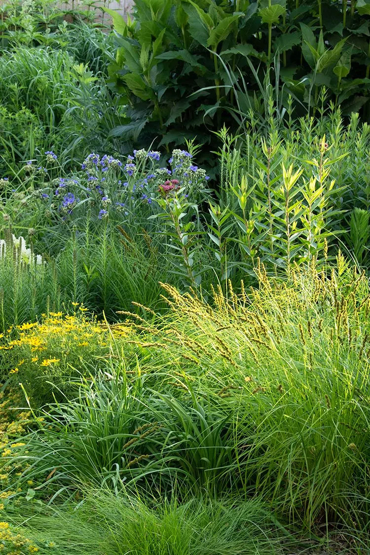 Fox Sedge (Carex vulpinoidea)