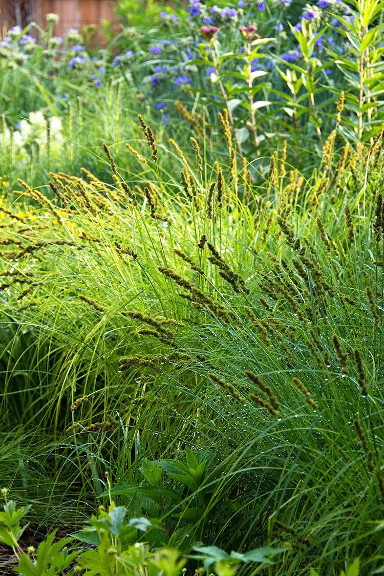 Fox Sedge (Carex vulpinoidea)