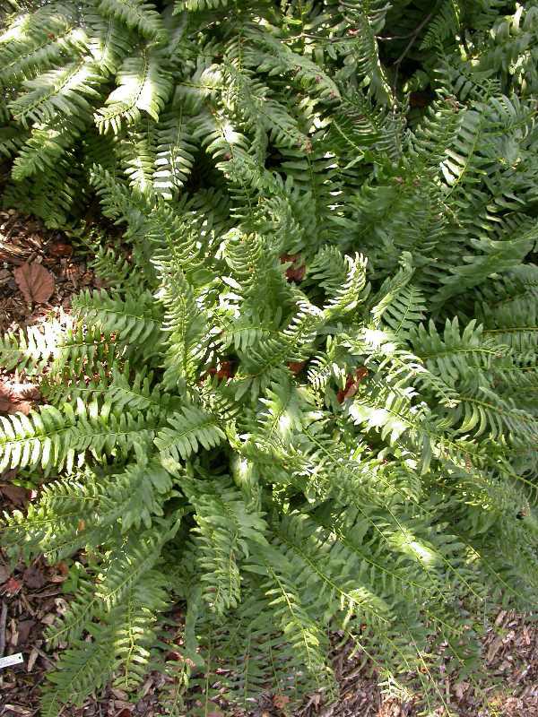 Christmas Fern (Polystichum acrostichoides)
