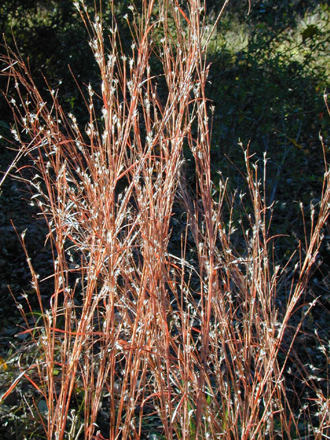 Little Bluestem (Schizachyrium scoparium)