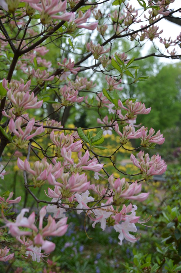 Roseshell Azalea (Azalea prinophyllum; Rhododendron roseum)