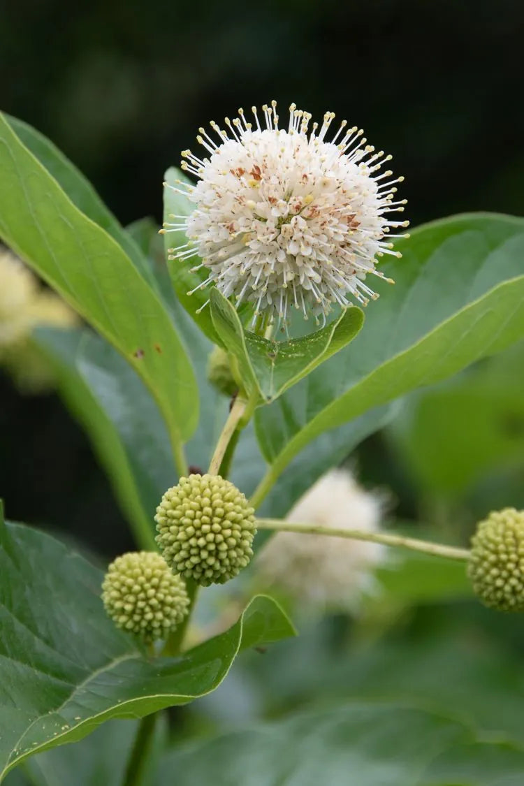 Buttonbush (Cephalanthus occidentalis)
