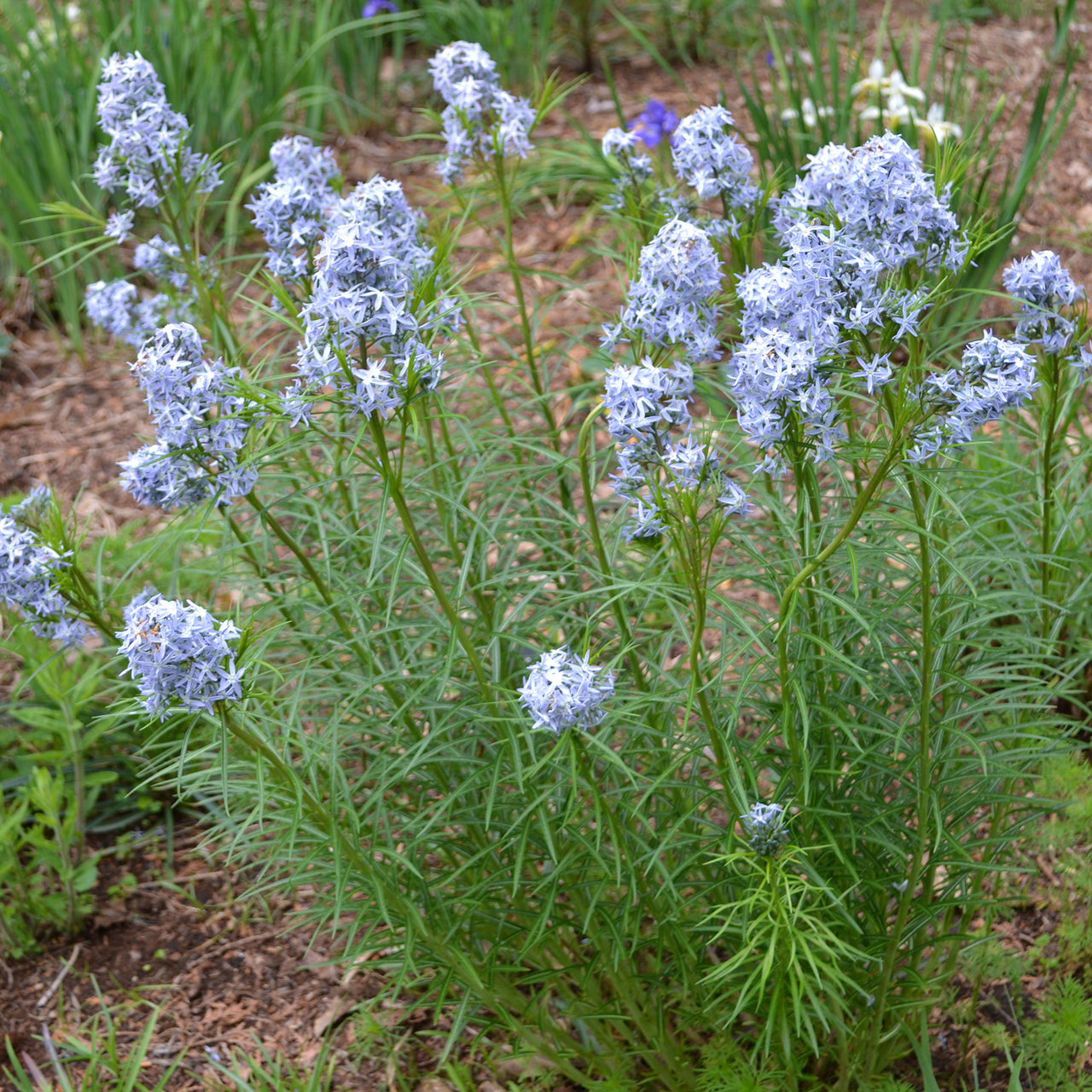 Threadleaf Bluestar (Amsonia hubrichtii)