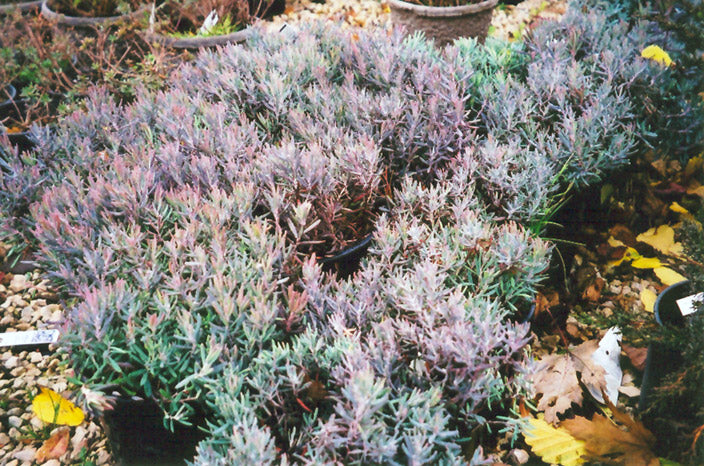 Bog Rosemary (Andromeda polifolia)