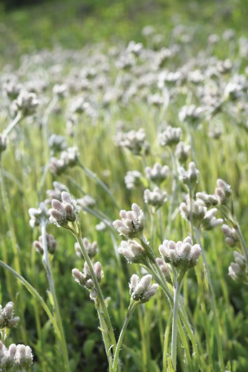 Pussytoes (Antennaria plantaginifolia)