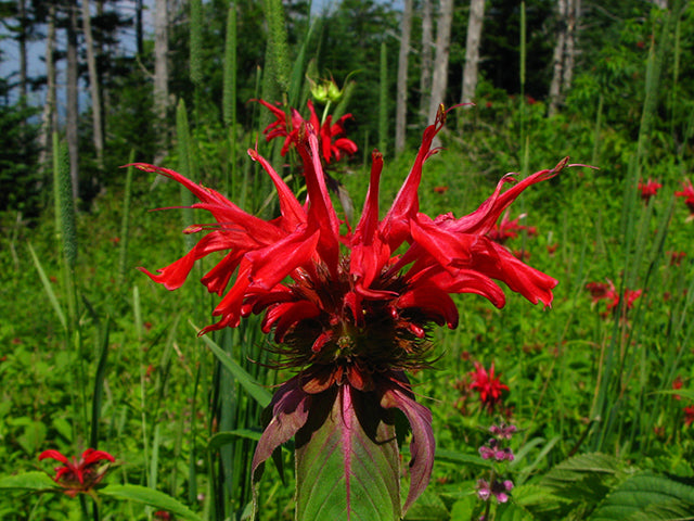 Scarlet Beebalm (Monarda didyma)