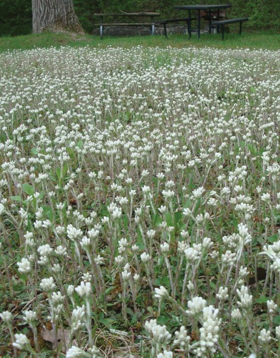 Pussytoes (Antennaria plantaginifolia)