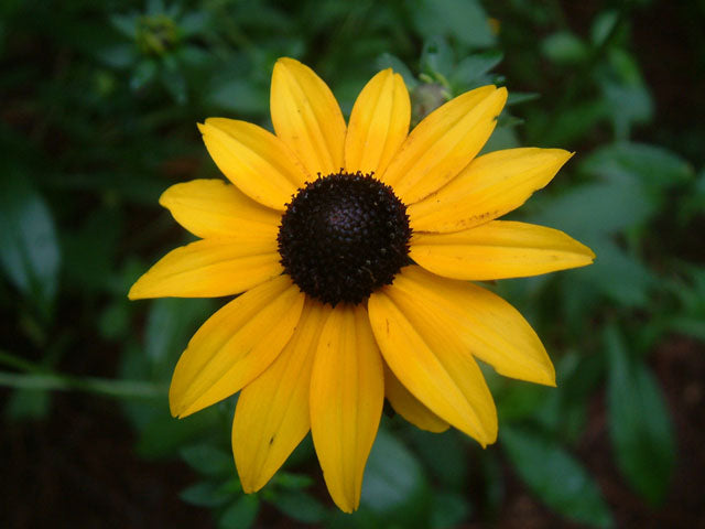 Black-Eyed Susan (Rudbeckia hirta)