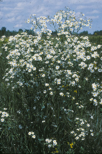 False Aster (Boltonia asteroides)