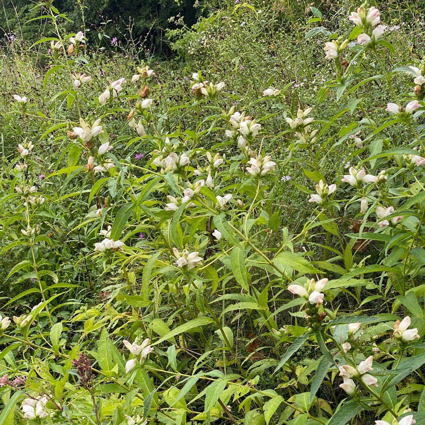 Turtlehead (Chelone glabra)