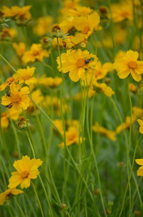 Lanceleaf Coreopsis (Coreopsis lanceolata)