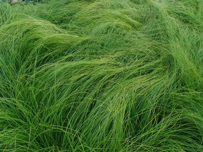 Appalachian Sedge (Carex appalachica)