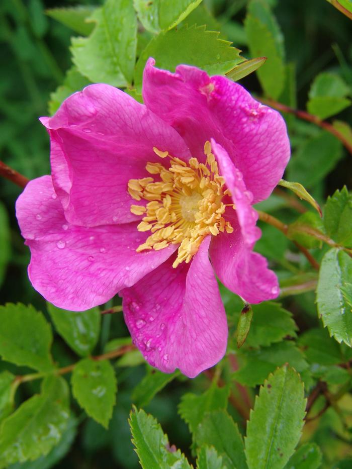 Virginia Rose (Rosa virginiana)
