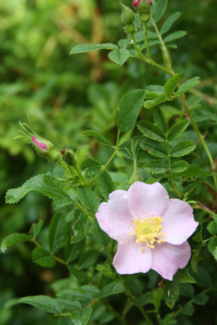Virginia Rose (Rosa virginiana)