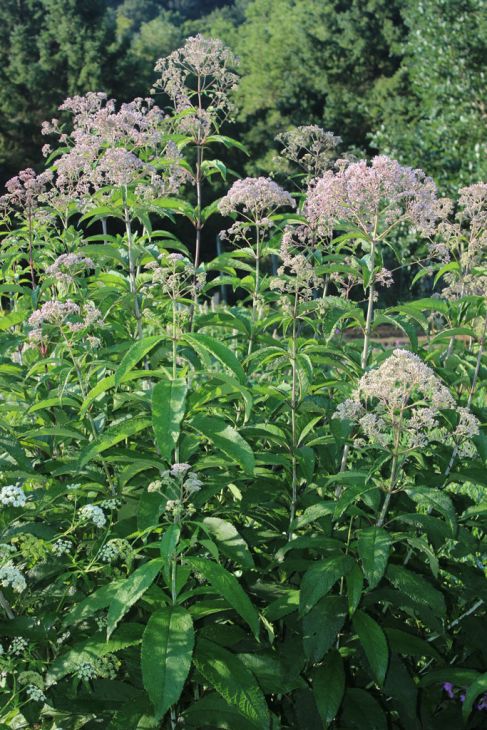 Trumpetweed (Eutrochium fistulosum)