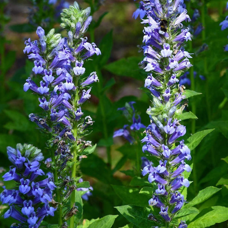 Great Blue Lobelia (Lobelia siphilitica)