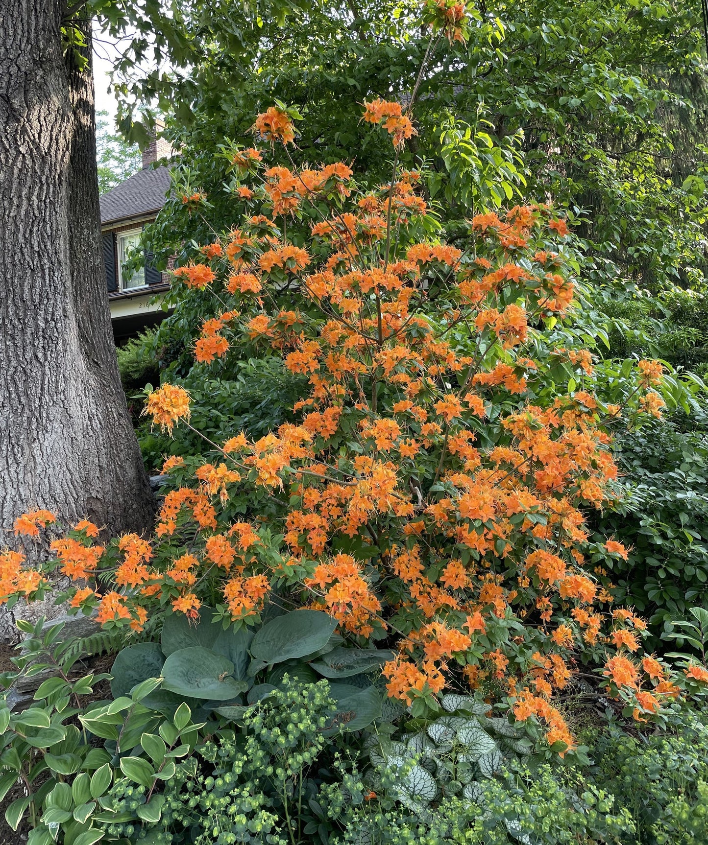 Flame Azalea (Azalea calendulaceum; Rhododendron calendulaceum)