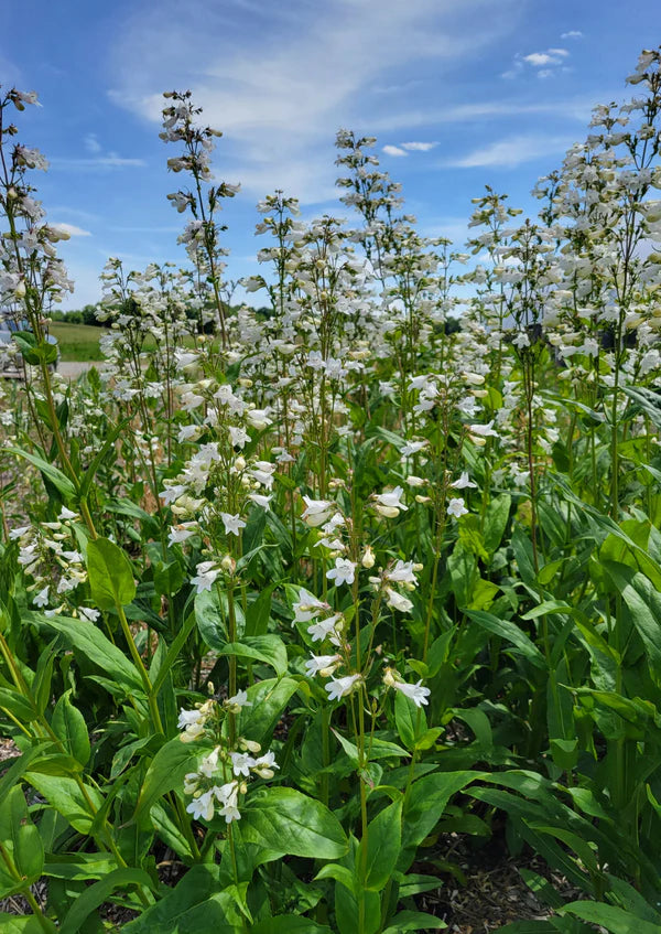 Beardtongue (Penstemon digitalis)