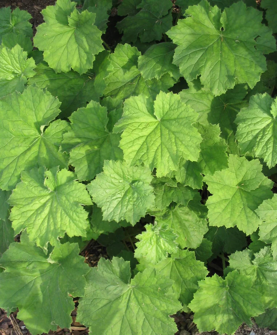 Mel's Soft Landings Plant Kit