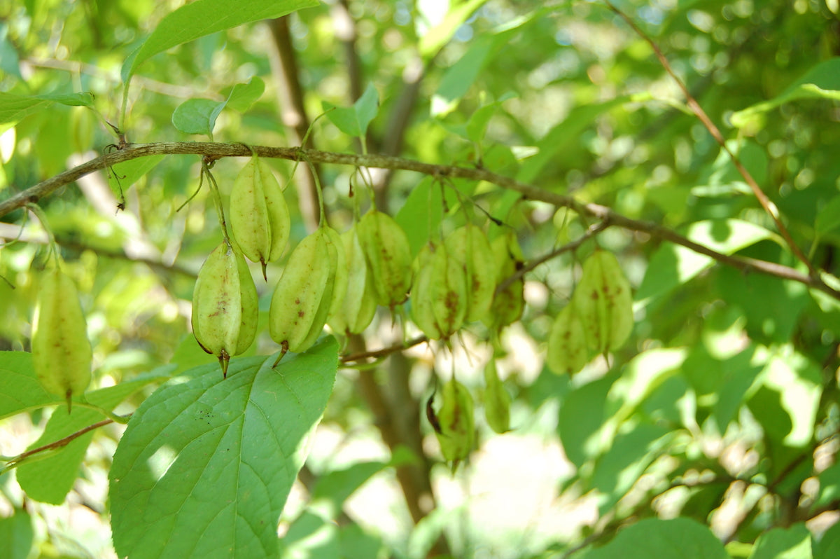 Carolina Silverbell (Halesia carolina)