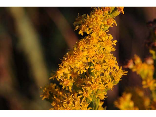 Seaside Goldenrod (Solidago sempervirens)