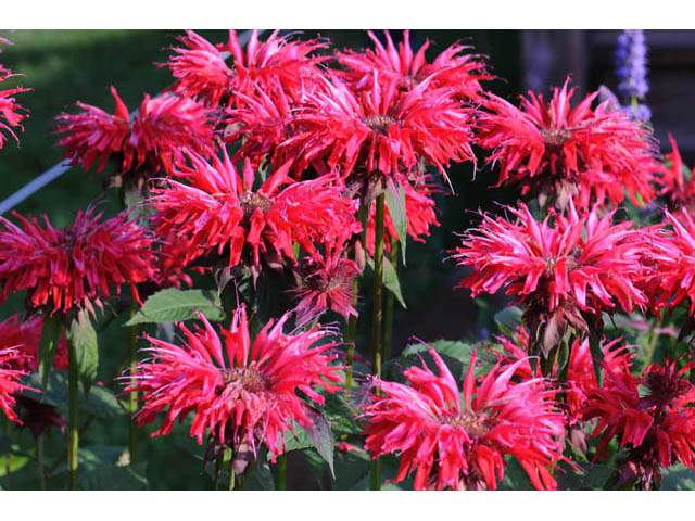 Scarlet Beebalm (Monarda didyma)