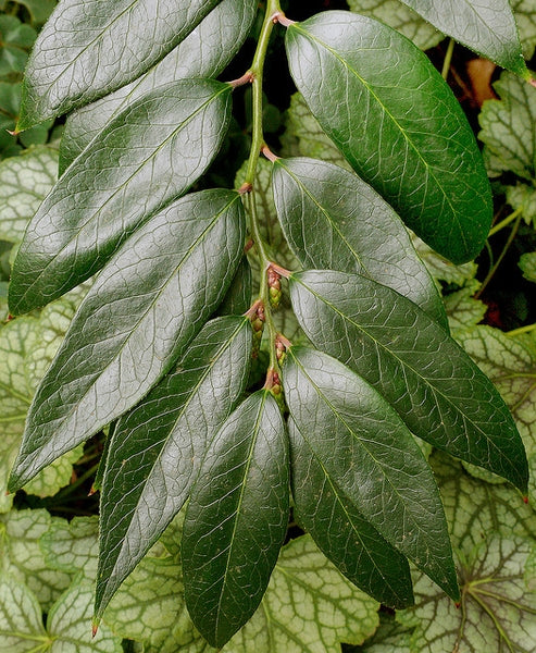 Coastal Doghobble (Leucothoe axillaris)