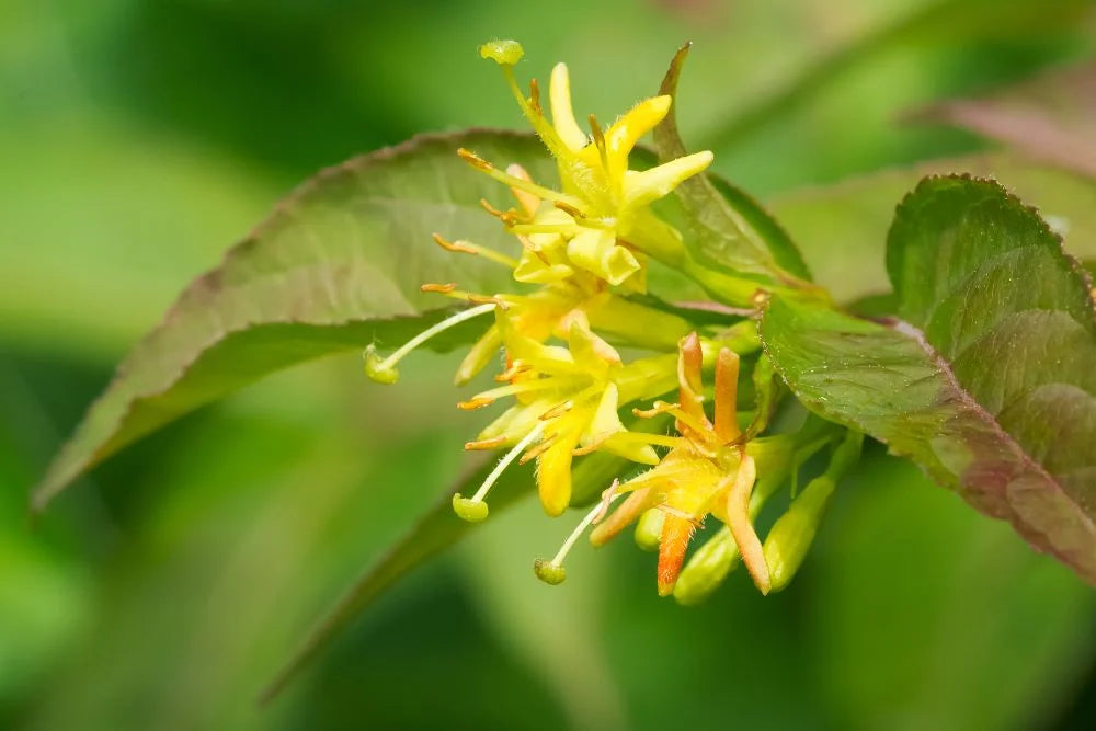 Northern Bush Honeysuckle (Diervilla lonicera)
