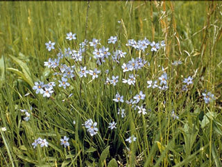 Blue-Eyed Grass (Sisyrinchium bermudiana)