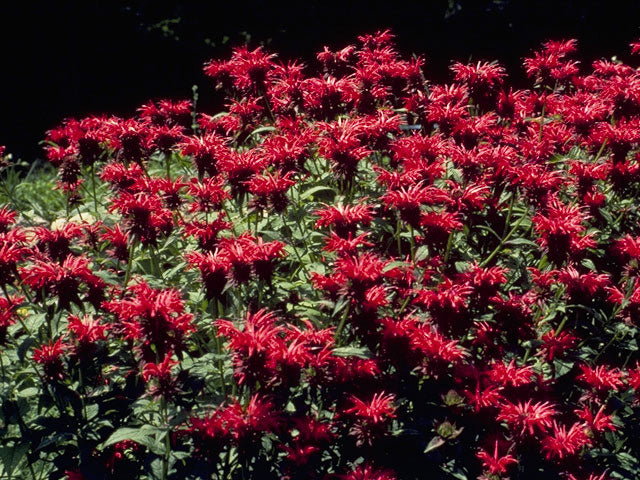 Scarlet Beebalm (Monarda didyma)