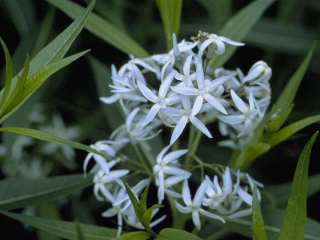 Eastern Bluestar (Amsonia tabernaemontana)