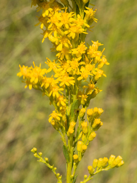 Seaside Goldenrod (Solidago sempervirens)