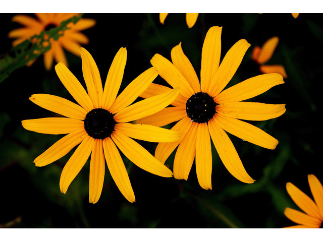 Black-Eyed Susan (Rudbeckia hirta)