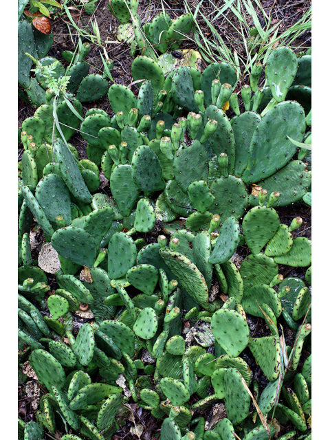Prickly Pear (Opuntia humifusa)
