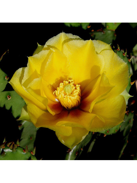 Prickly Pear (Opuntia humifusa)