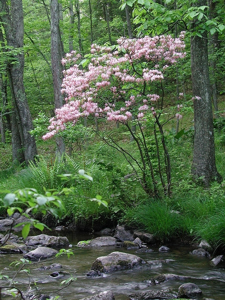 Pink Azalea (Azalea nudiflorum; Rhododendron periclymenoides)