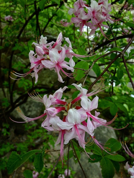 Pink Azalea (Azalea nudiflorum; Rhododendron periclymenoides)