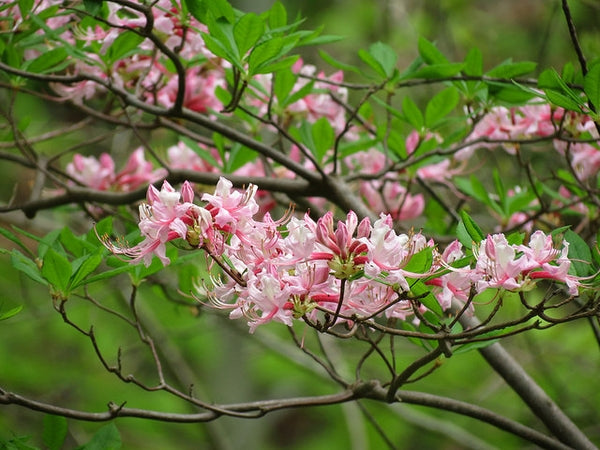Pink Azalea (Azalea nudiflorum; Rhododendron periclymenoides)