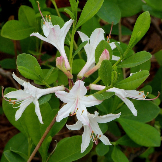 Coastal Azalea (Azalea atlanticum; Rhododendron atlanticum)
