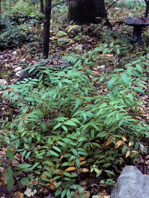 Coastal Doghobble (Leucothoe axillaris)