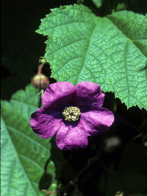 Purple Flowering Raspberry (Rubus odoratus)