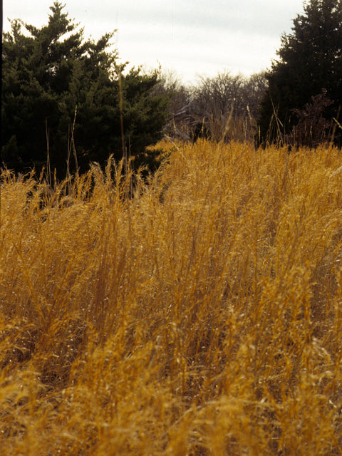 Little Bluestem (Schizachyrium scoparium)